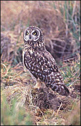 Pueo, The Protector - The Hawaiian Owl